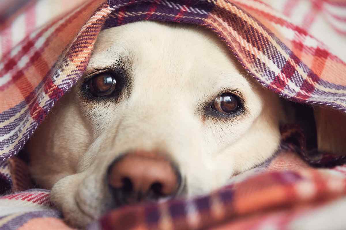 Cane sotto la coperta