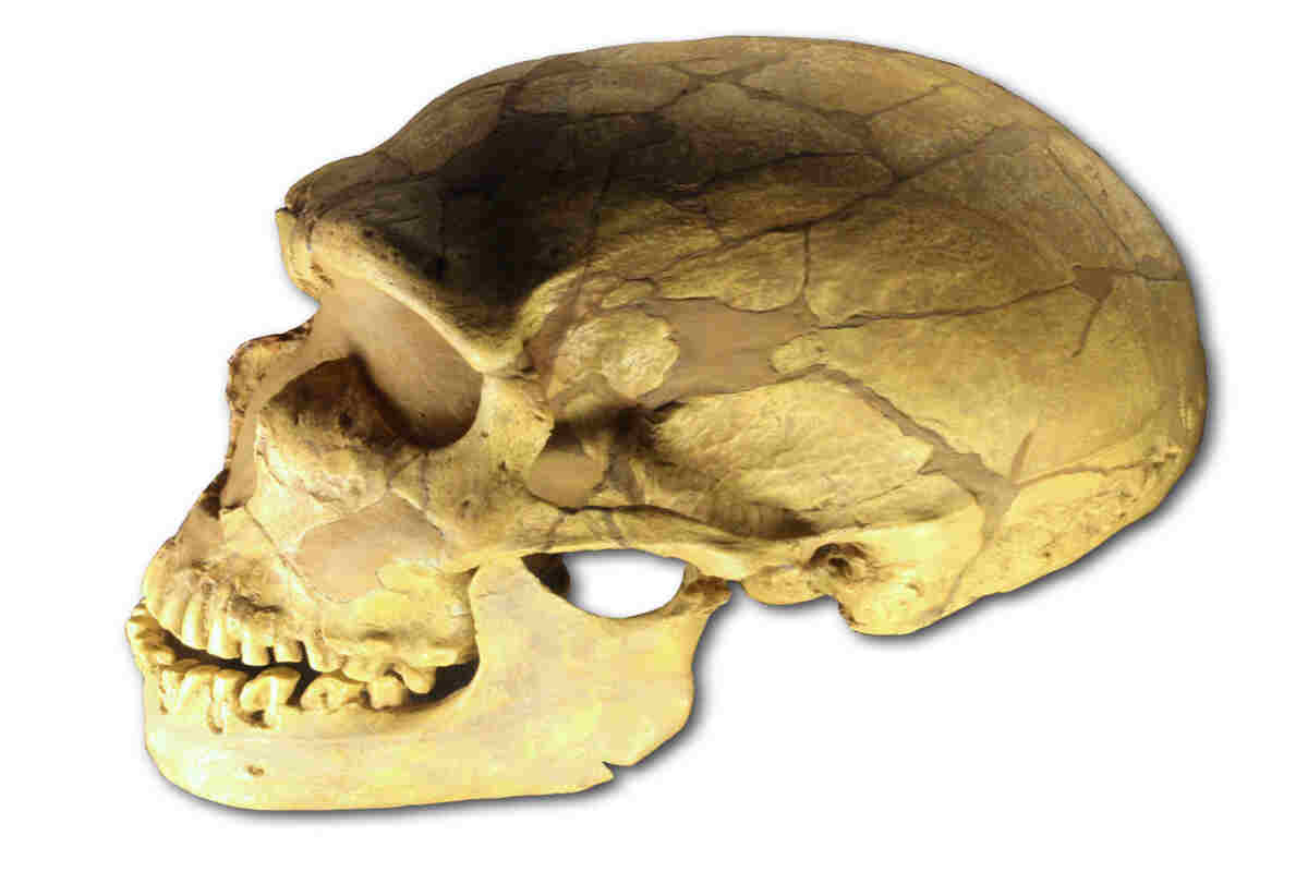 cranio di Neandertal