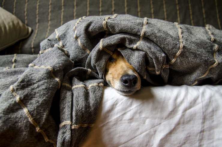 cane sotto le coperte