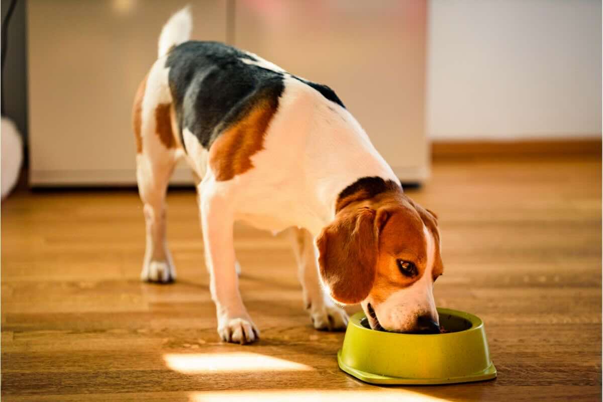 Cane mangia dalla ciotola