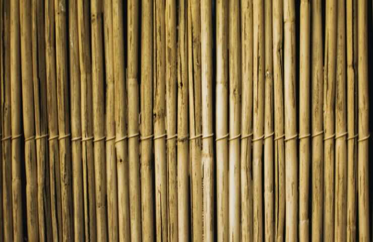 bamboo